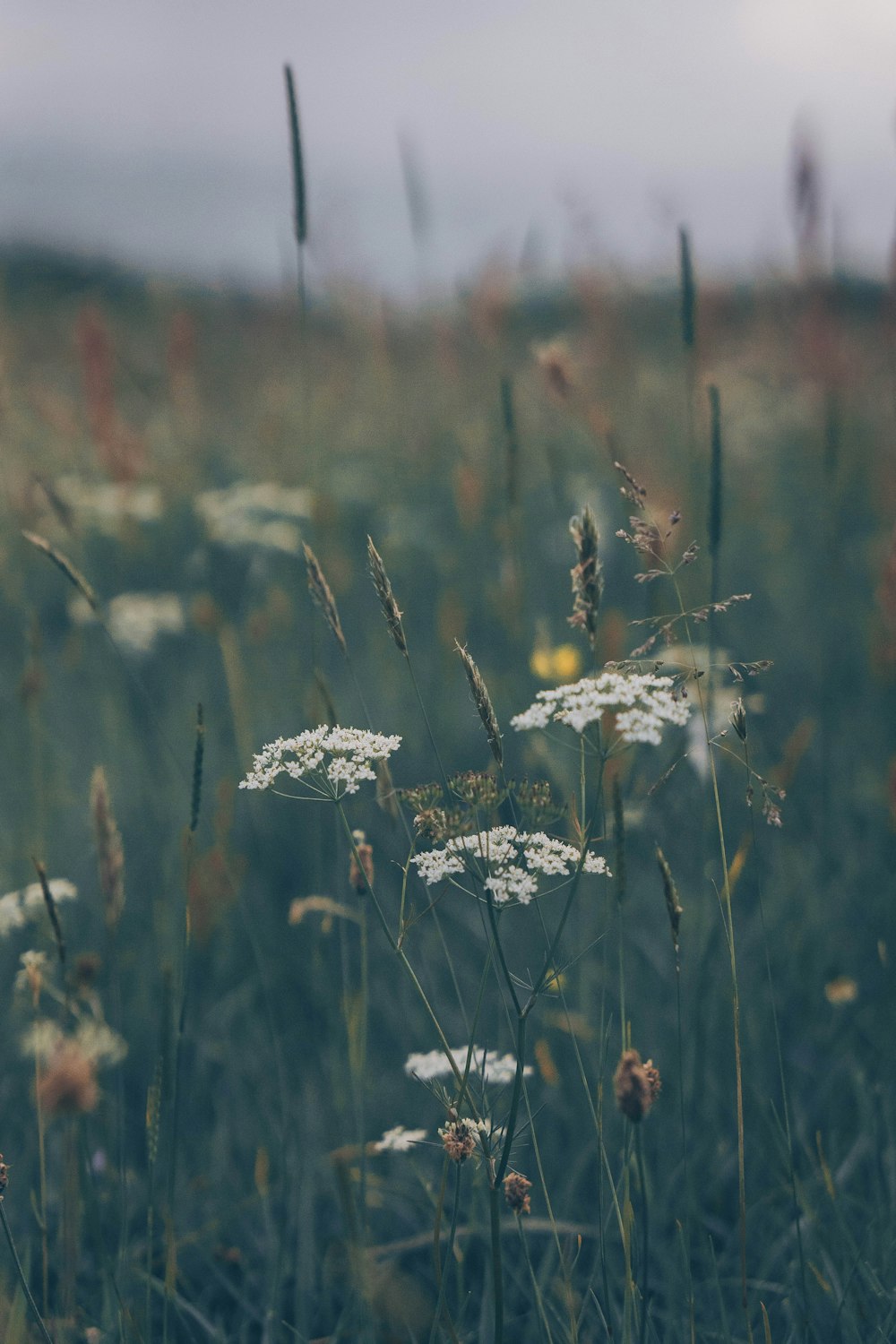 um campo cheio de grama alta e flores silvestres