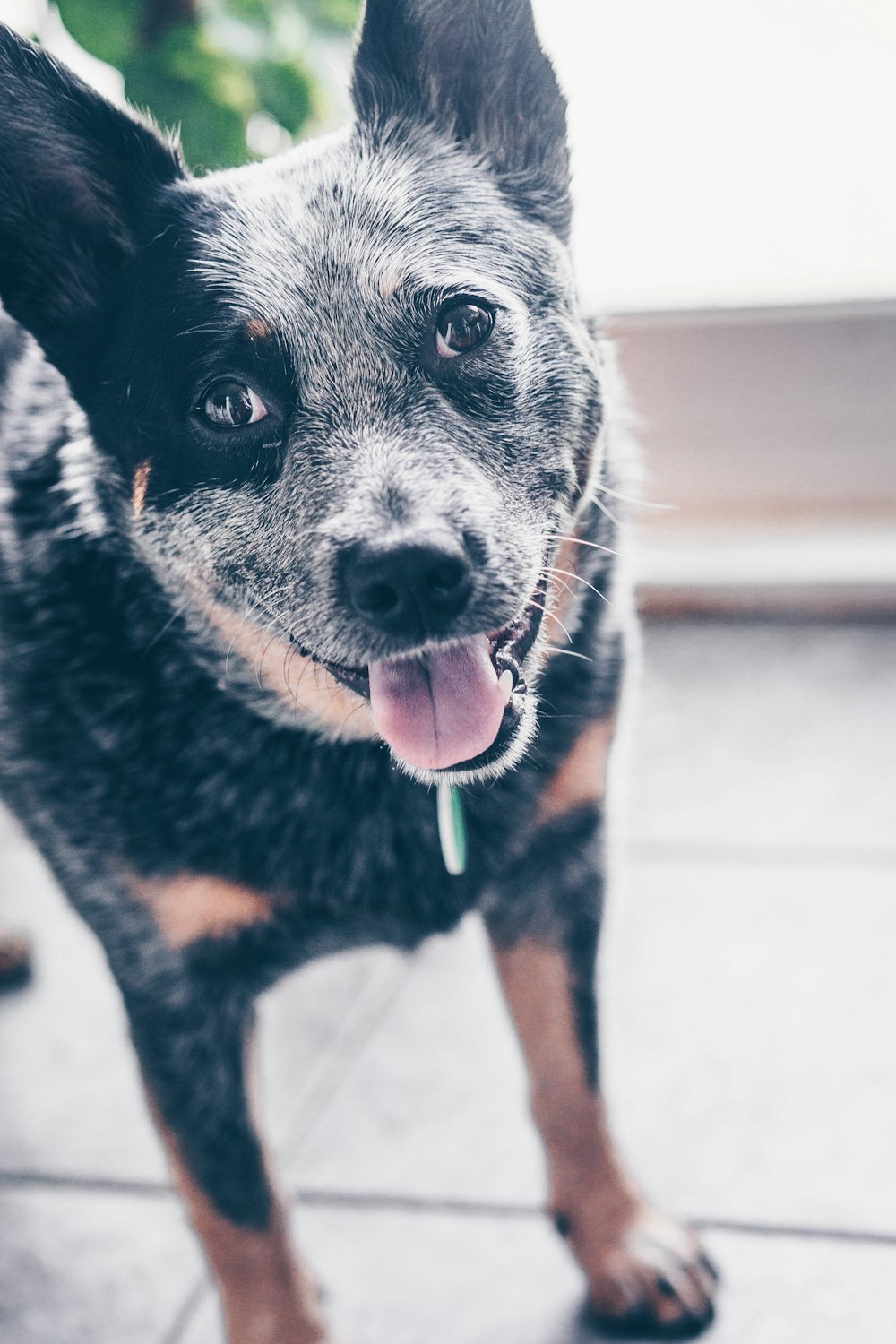 selective focus photography of brown and black dog