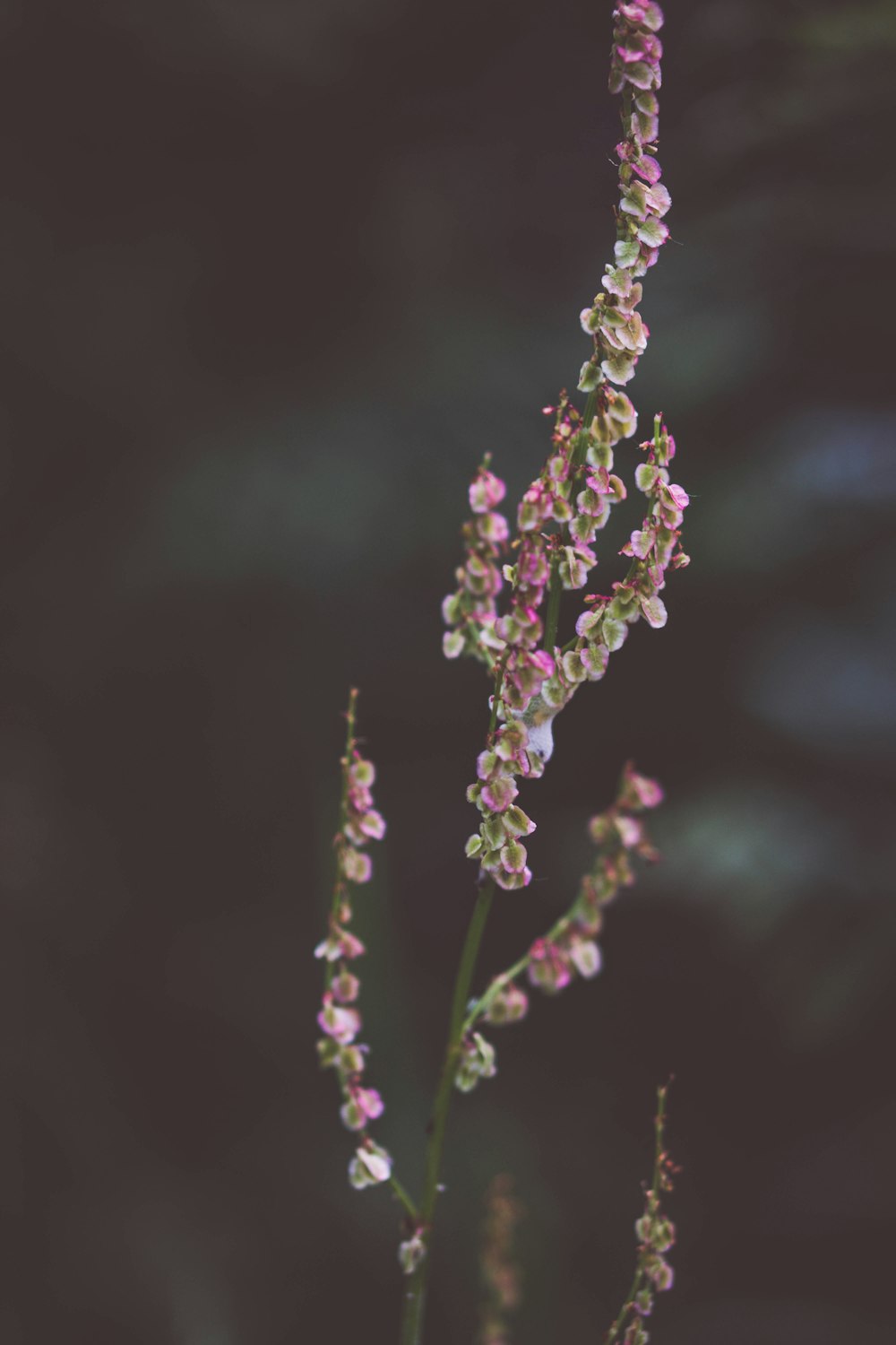 shallow shot of pink flowers