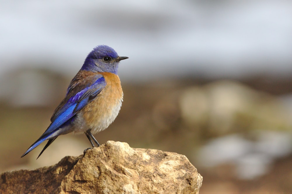 focused photo of blue and brown bird on the stone