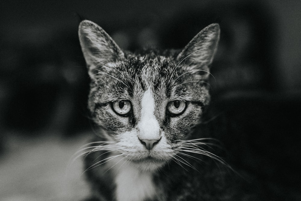Una foto in bianco e nero di un gatto