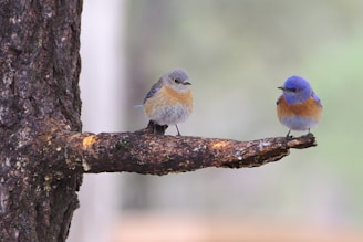 two blue bird perched on tree trunk
