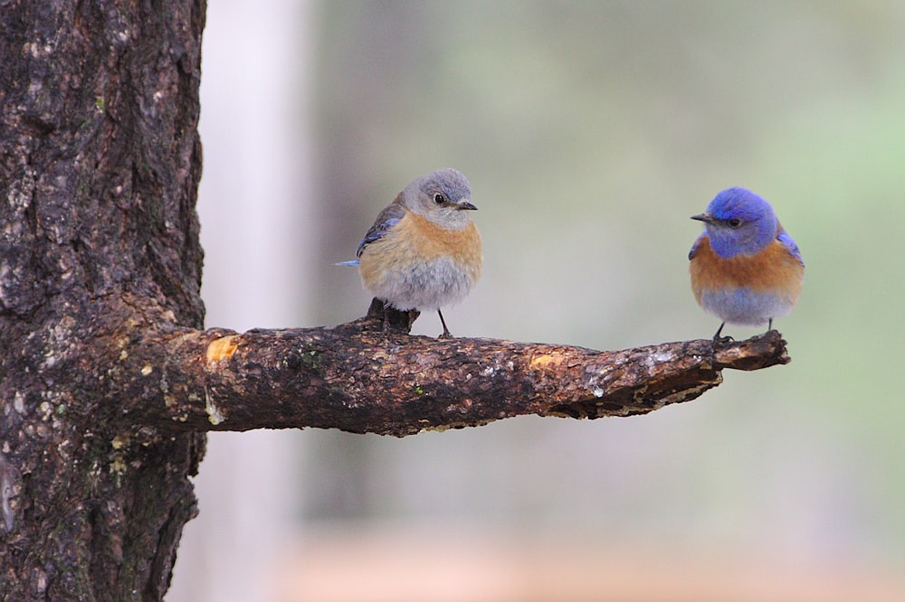 dois pássaros azuis empoleirados no tronco da árvore