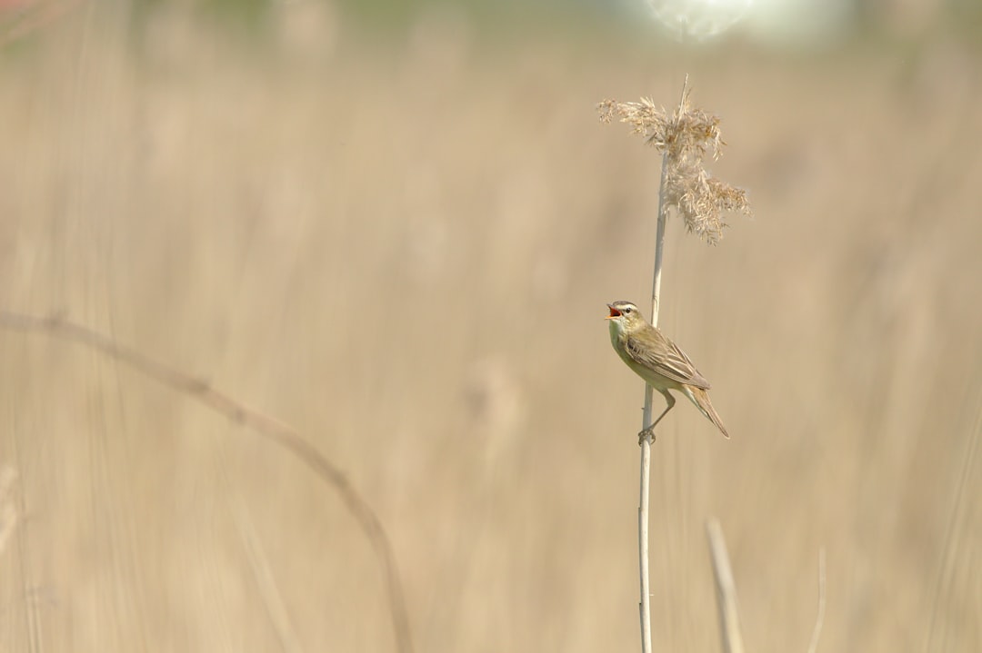 Wildlife photo spot Natural Reserve of the Seine Estuary Romilly-sur-Andelle