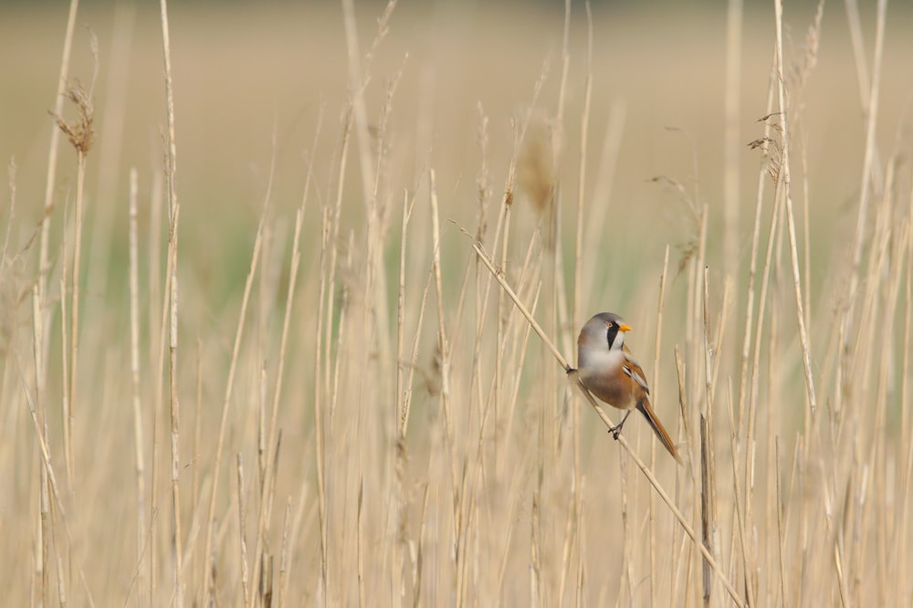 brown and gray bird on brown grass