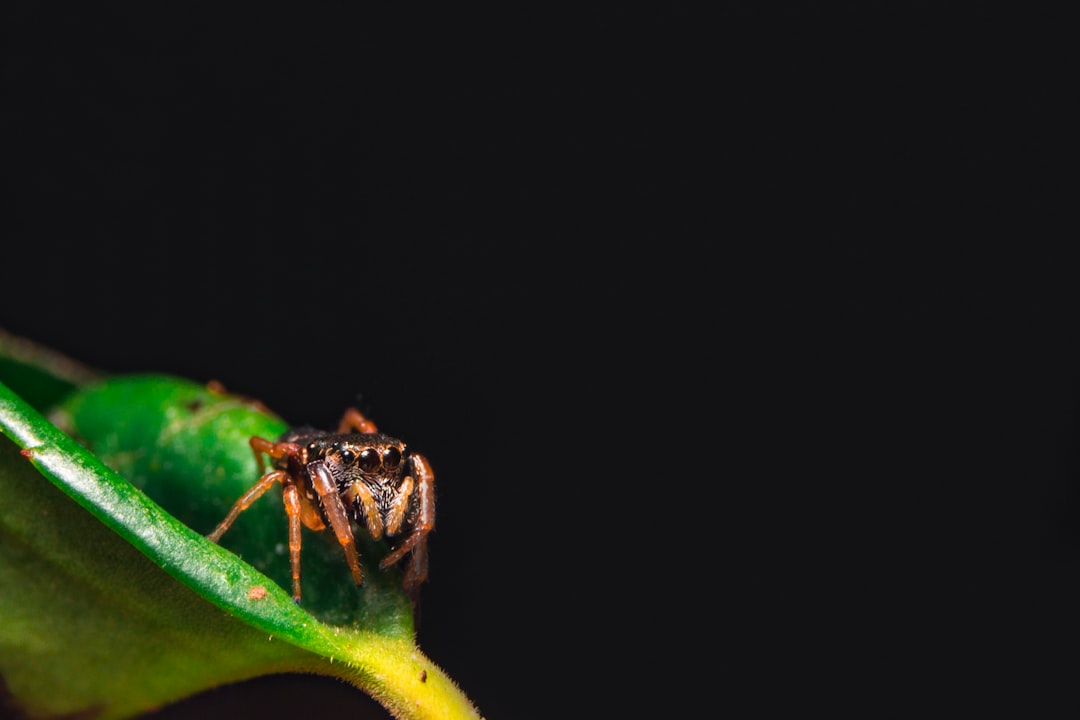 selective focus of spider