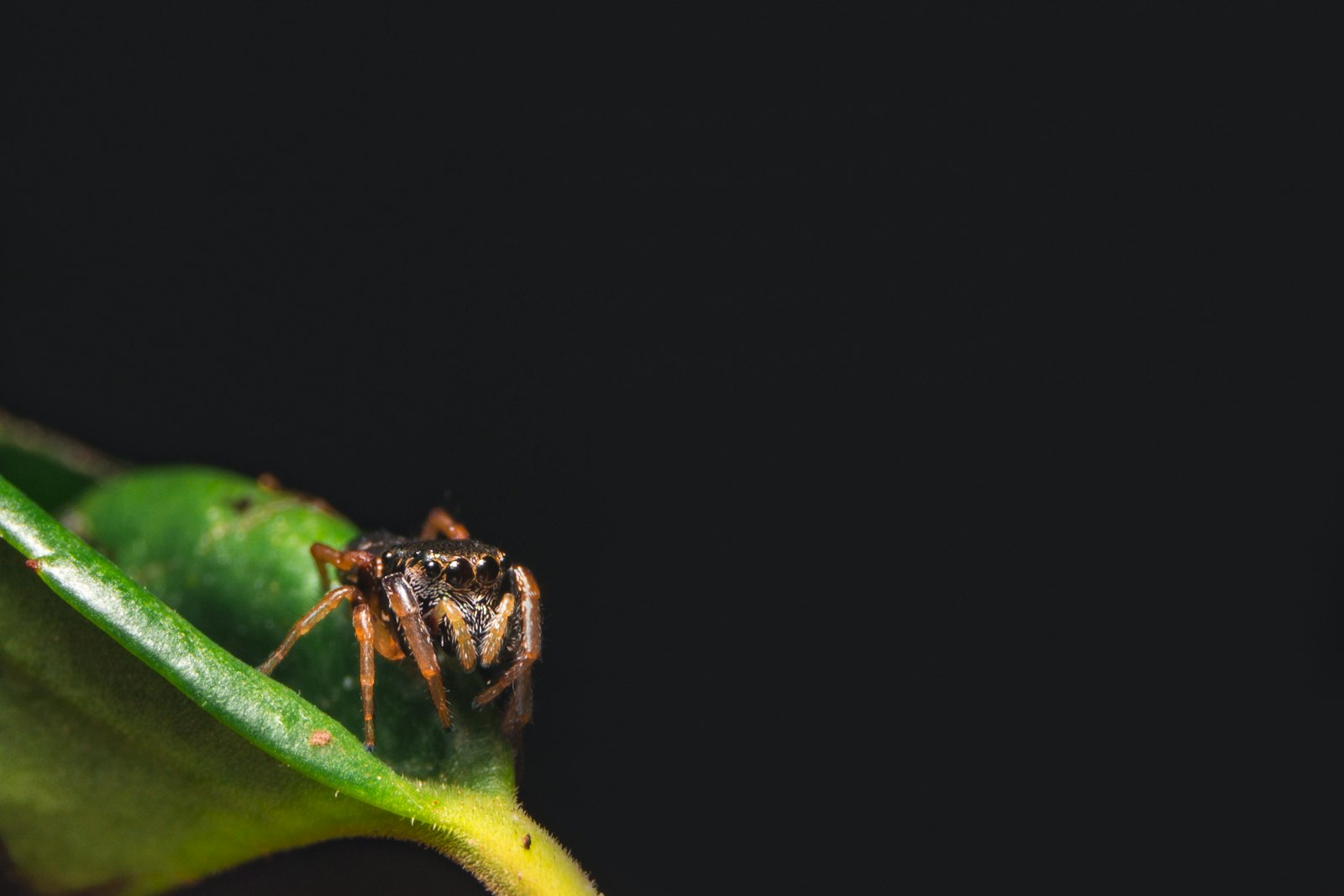 Sony SLT-A55 (SLT-A55V) + Sony DT 18-55mm F3.5-5.6 SAM sample photo. Selective focus of spider photography