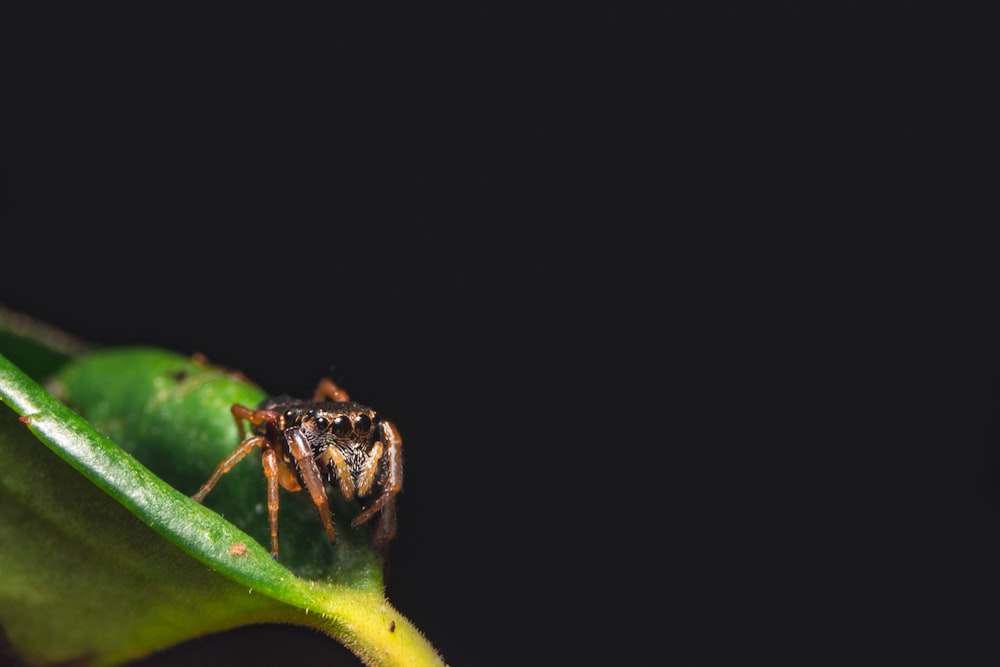 selective focus of spider