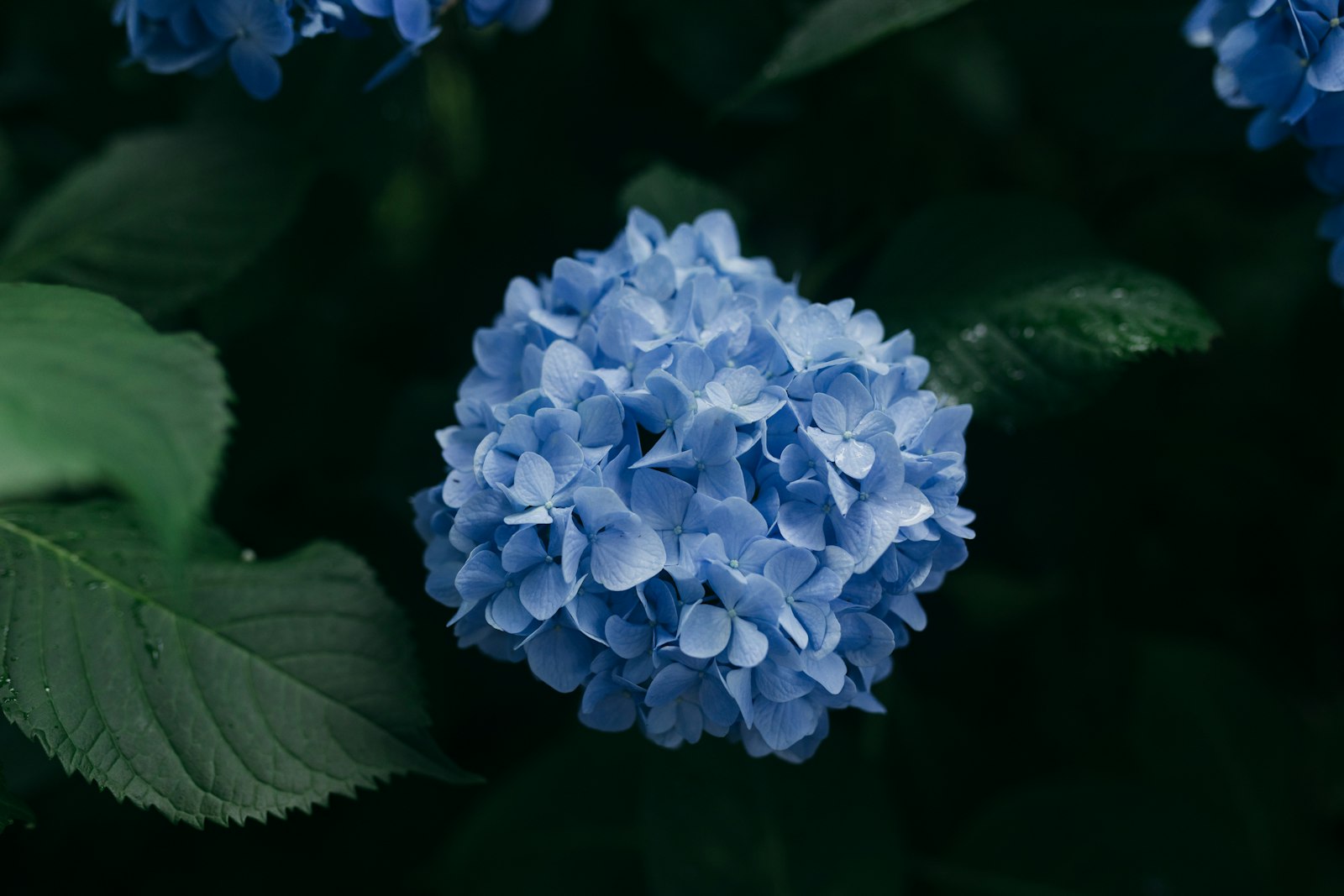 Canon EOS 5D Mark IV + Sigma 35mm F1.4 DG HSM Art sample photo. Blue cluster flower photography