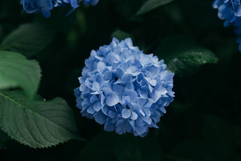 青いクラスターの花