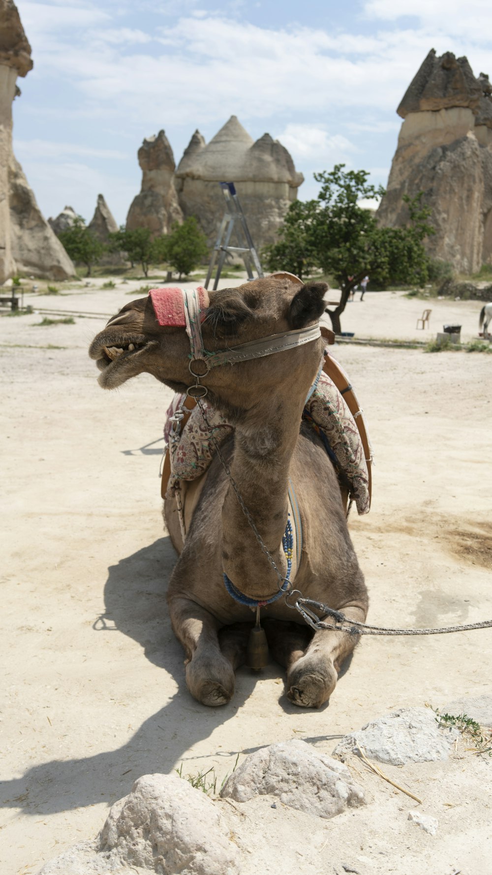 camel lying on concrete floor while looking sideways