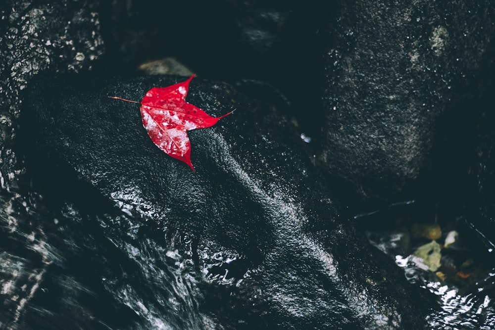 foglia rossa sullo specchio d'acqua