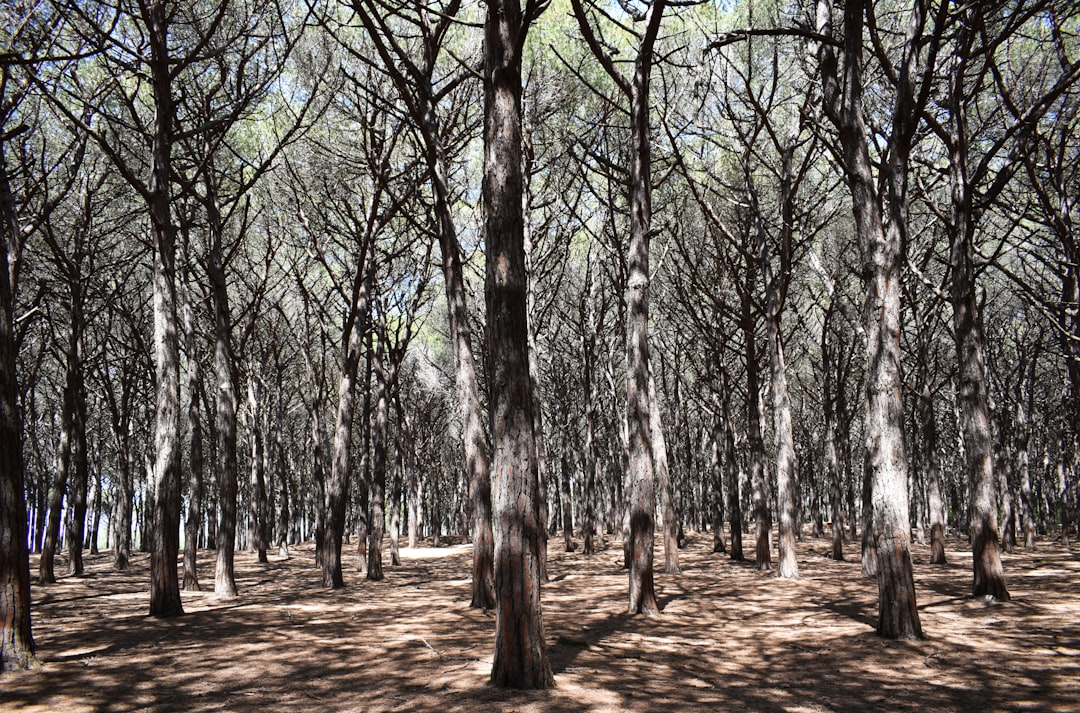 green leaf trees at daytime