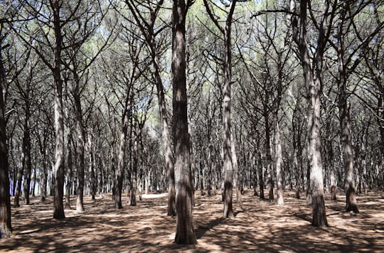 green leaf trees at daytime in Cecina Italy