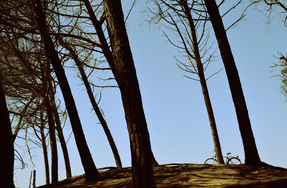 photo of brown tree trunk during daytime