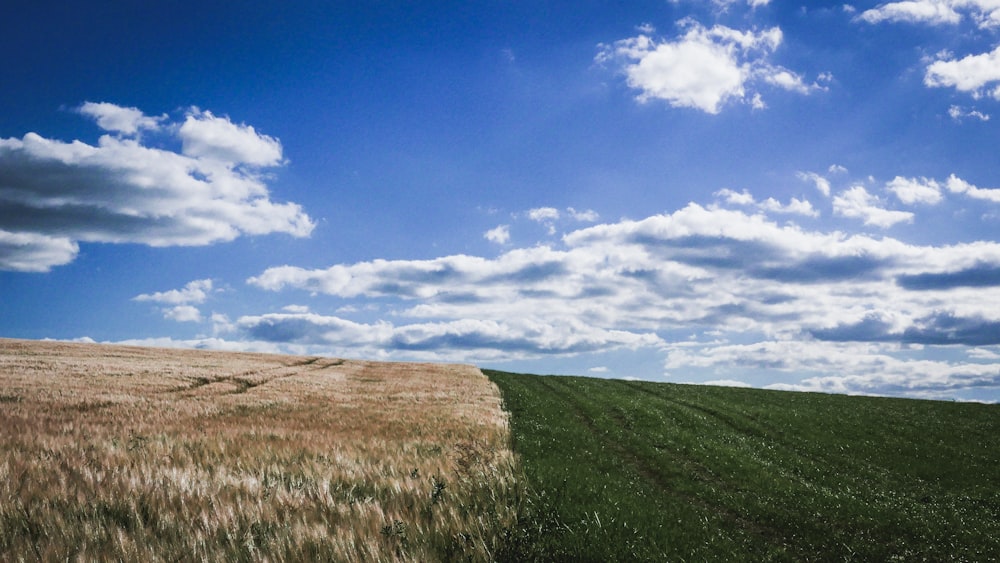 landscape photography of grass field