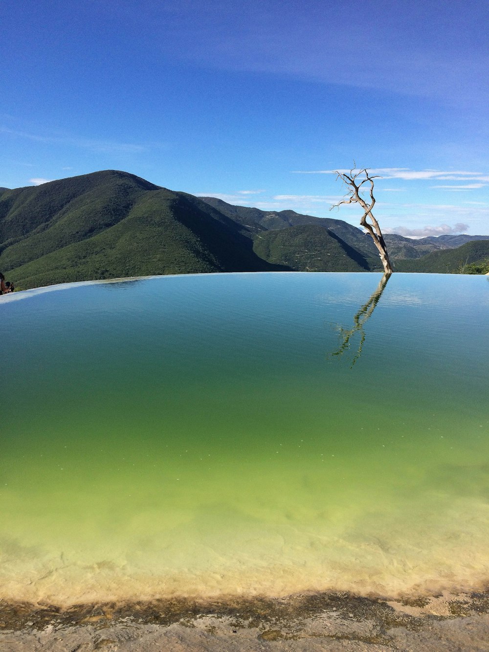 bare tree on body of water