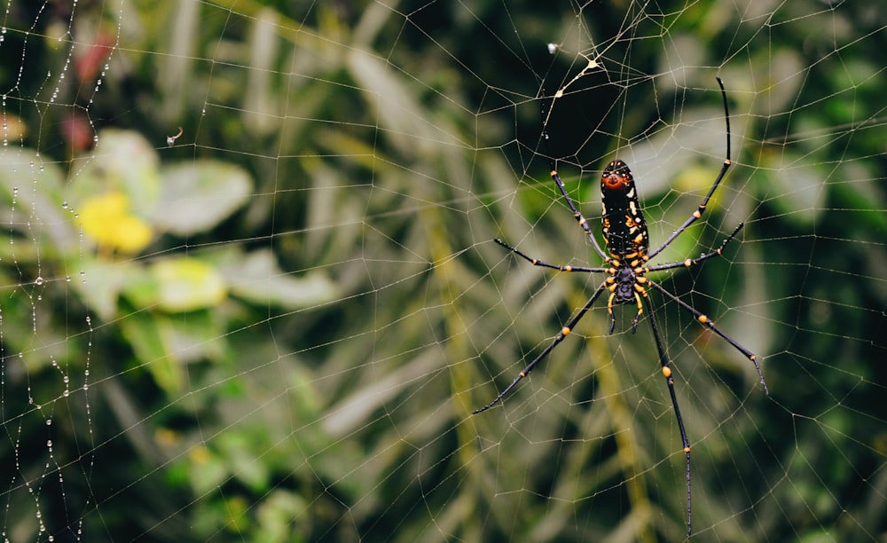 selective focus photography of black spider