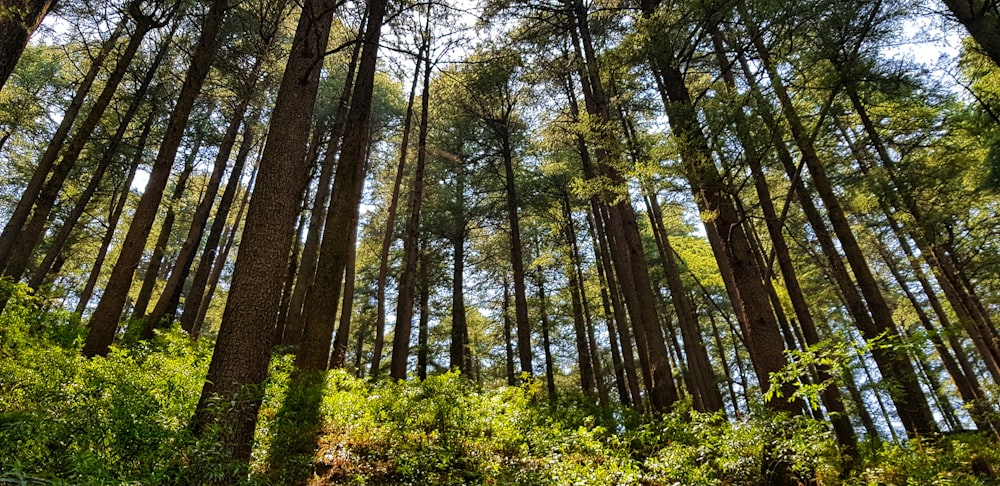 green-leaved trees