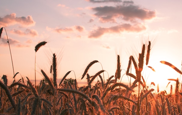 corn fields during golden hour