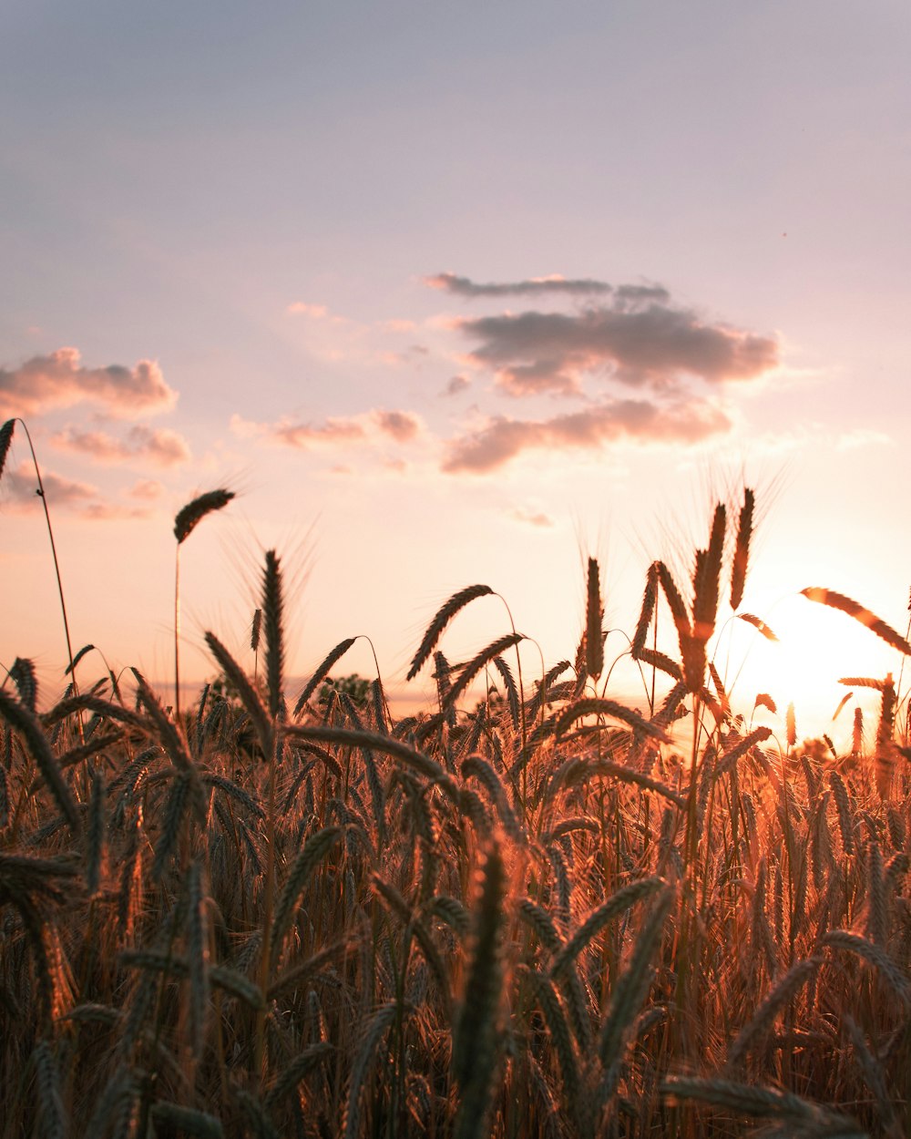 Maisfelder während der goldenen Stunde