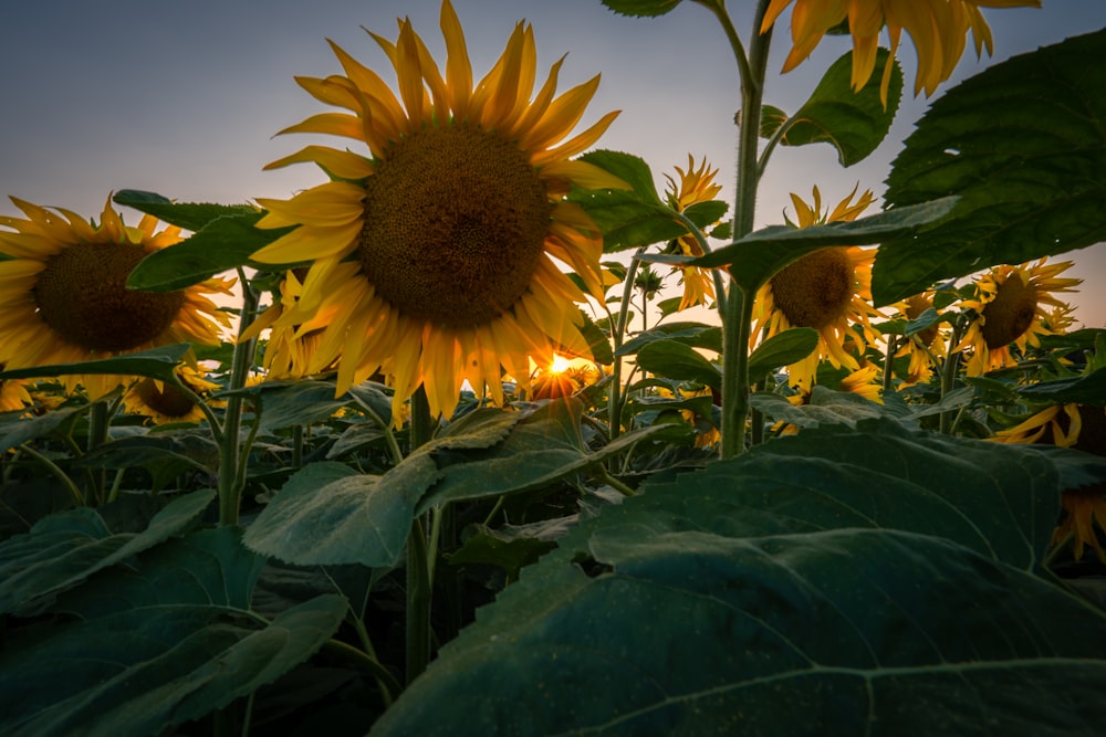 Ein Sonnenblumenfeld mit der untergehenden Sonne im Hintergrund