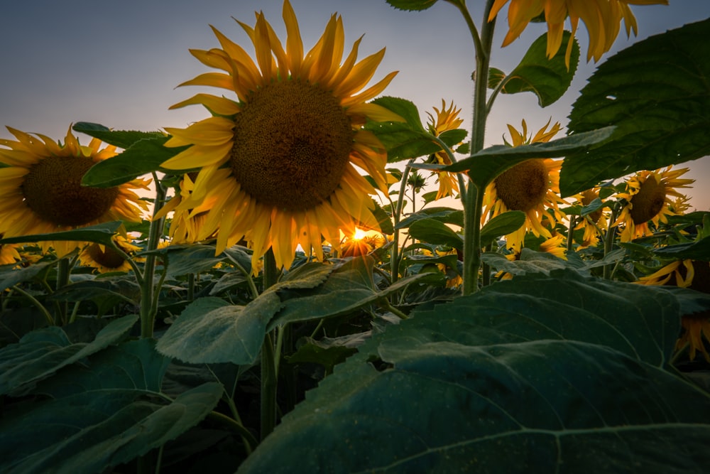 a field of sunflowers with the sun setting in the background