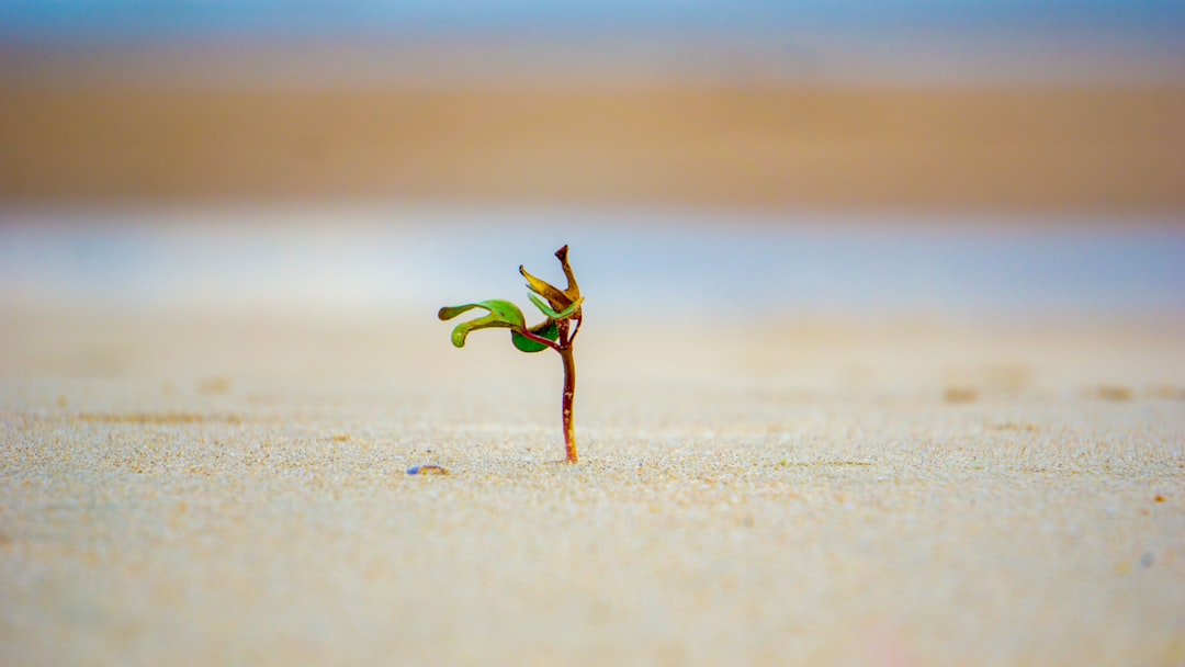 green leafed plant in brown soil