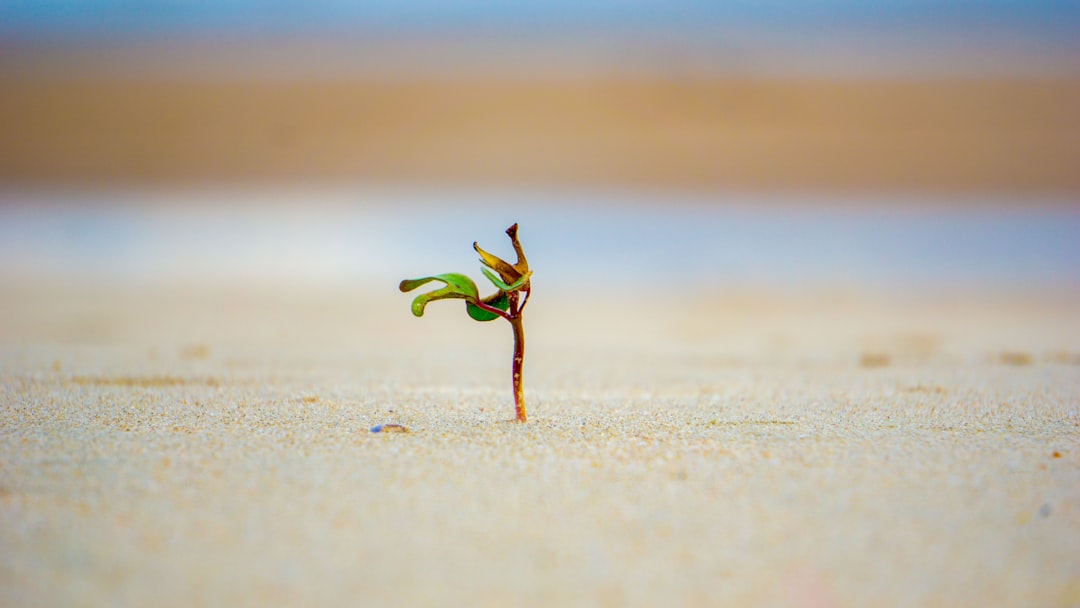 green leafed plant in brown soil, A small wild plants alone facing the waves of the Vietnam sea.<p></figure>I was laying down on the beach when I saw it and love how it’s standing there by itself!