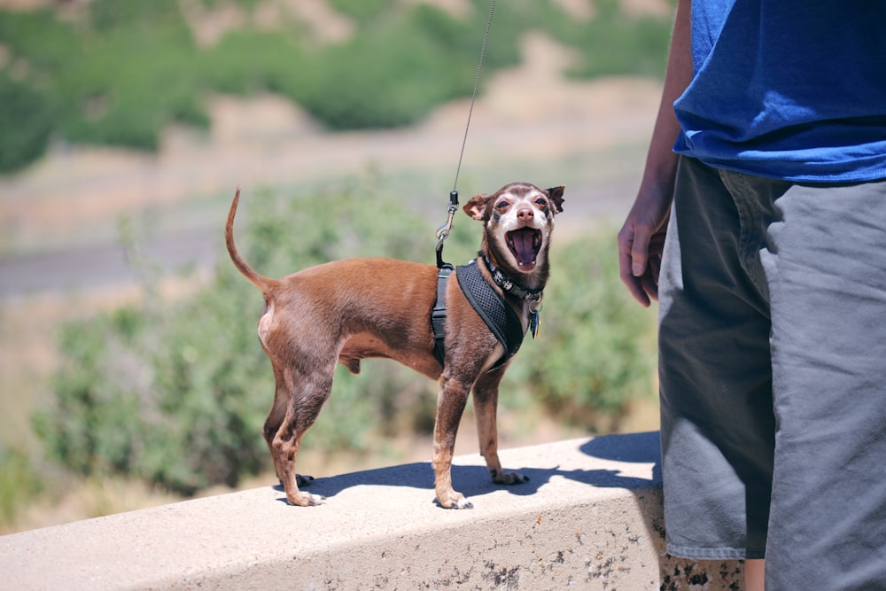 man standing holding dog leash