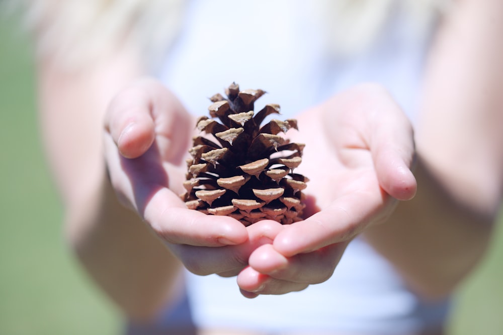 person showing brown pine cone