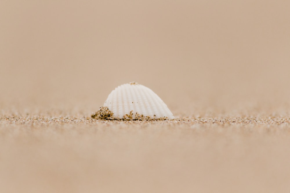 white seashell on seashore