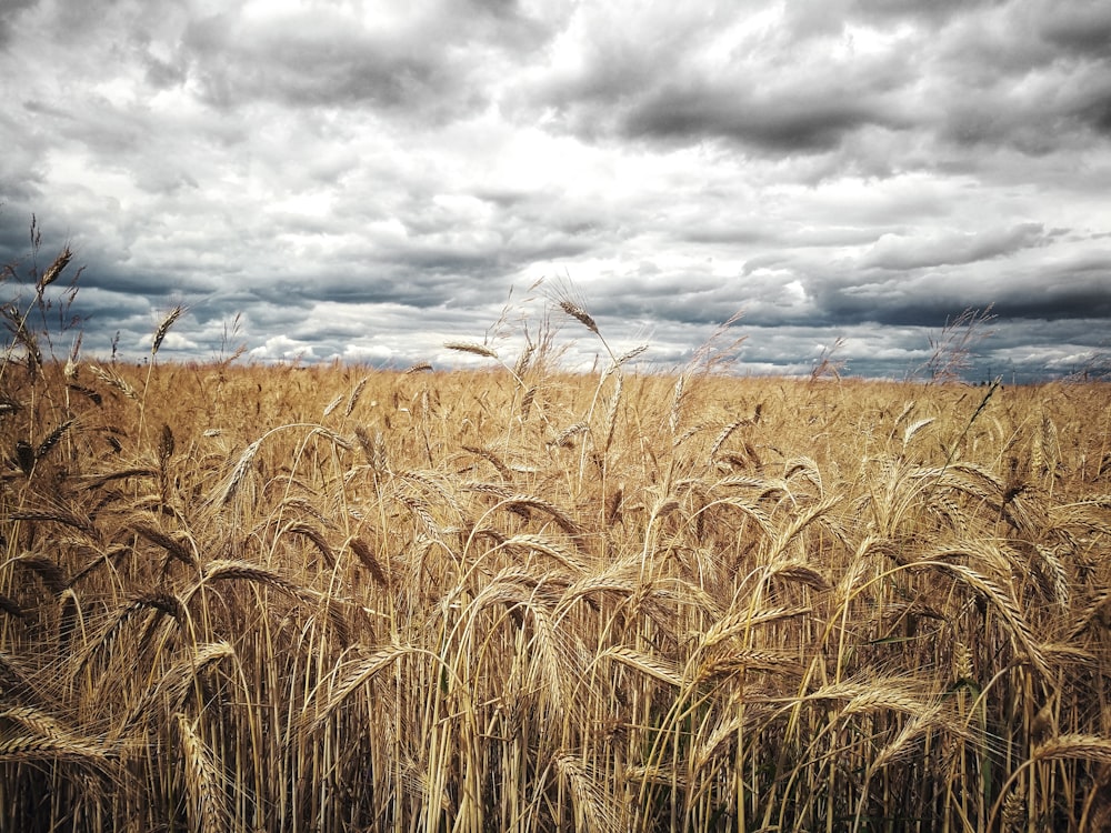 a field of wheat under a cloudy sky