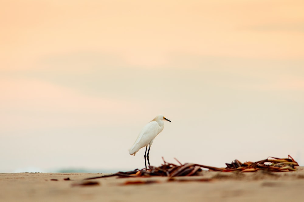 Fotografía de lente de cambio de inclinación de pájaro blanco