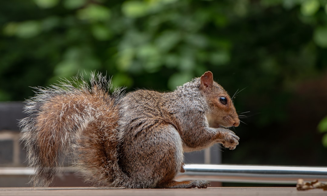 Wildlife photo spot Center Parcs Sherwood Forest Hathersage