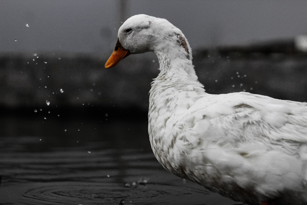 white goose on water close up photo