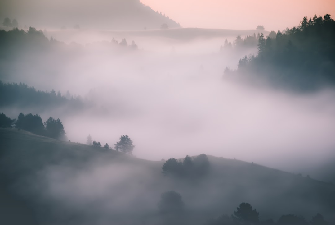 green trees field on mountain under gray sky