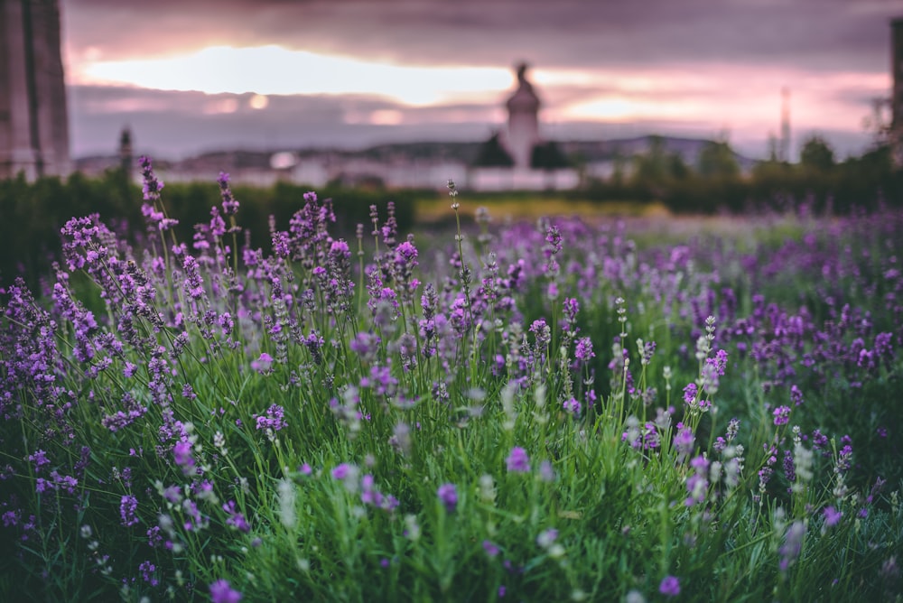 lavender field near white house