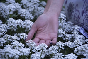 A hand gently rests among a cluster of small white flowers in a lush garden setting. The flowers have delicate petals and are densely packed together. The focus on the hand suggests a personal connection with nature.