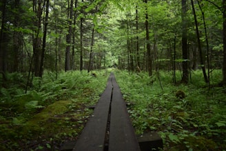 black pathway in the forest