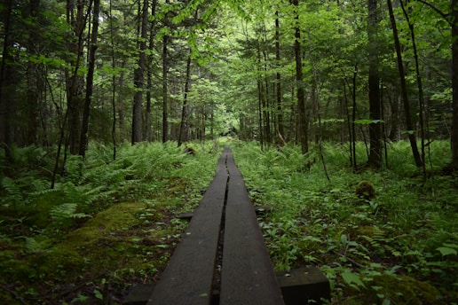 black pathway in the forest