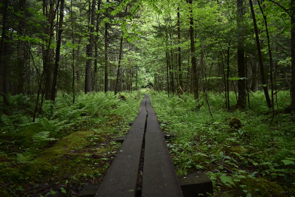 black pathway in the forest