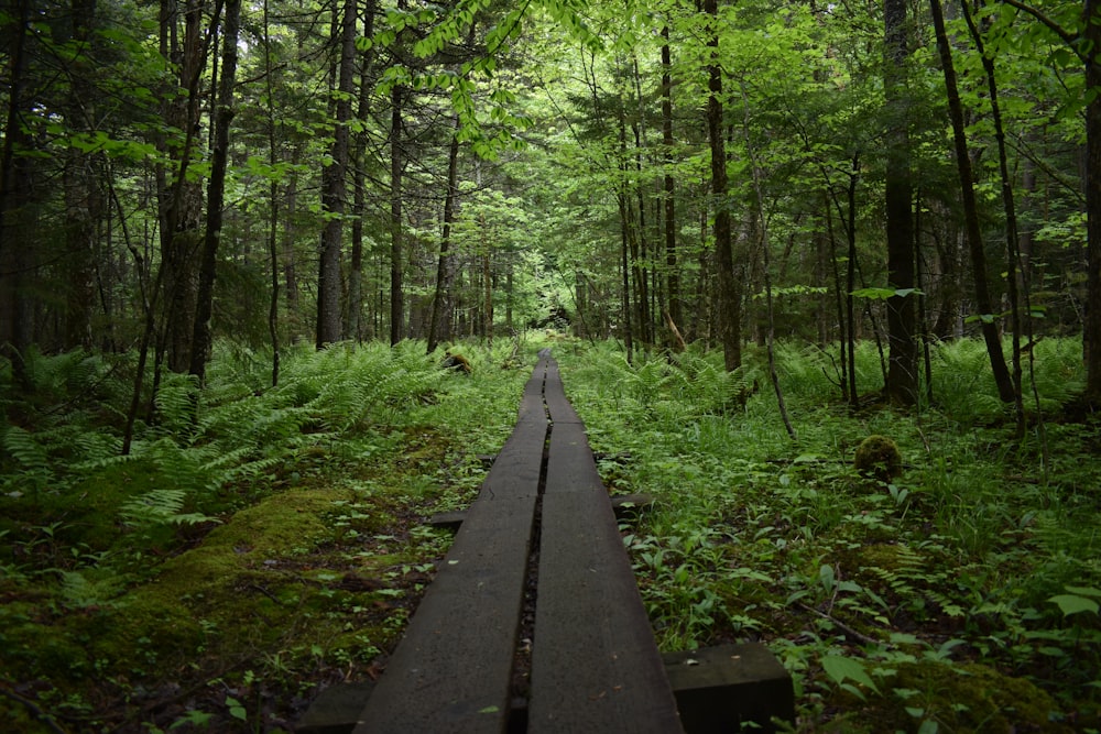 Chemin noir dans la forêt