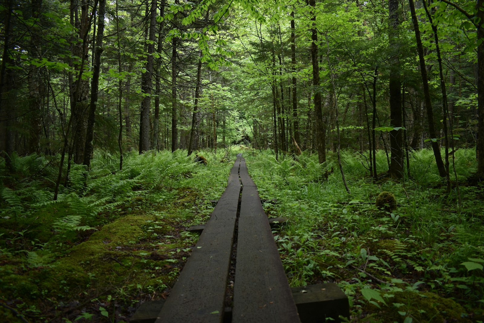 Nikon D3400 + Nikon AF-P DX Nikkor 18-55mm F3.5-5.6G sample photo. Black pathway in the photography