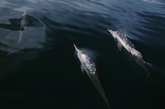 A serene coastal scene with dolphins swimming near children on a boat.