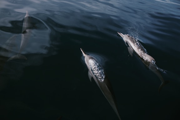 A serene dolphin swimming near a coastal temple at sunset