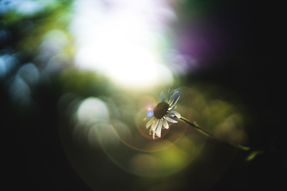 selective focus photography of daisy flower