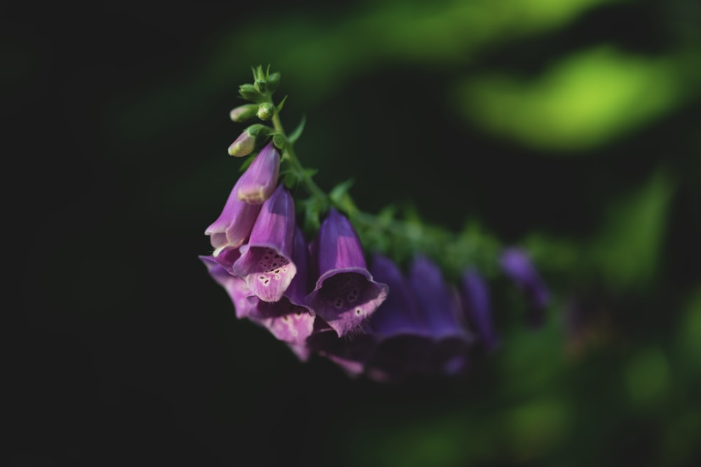 selective focus photography of purple flowers