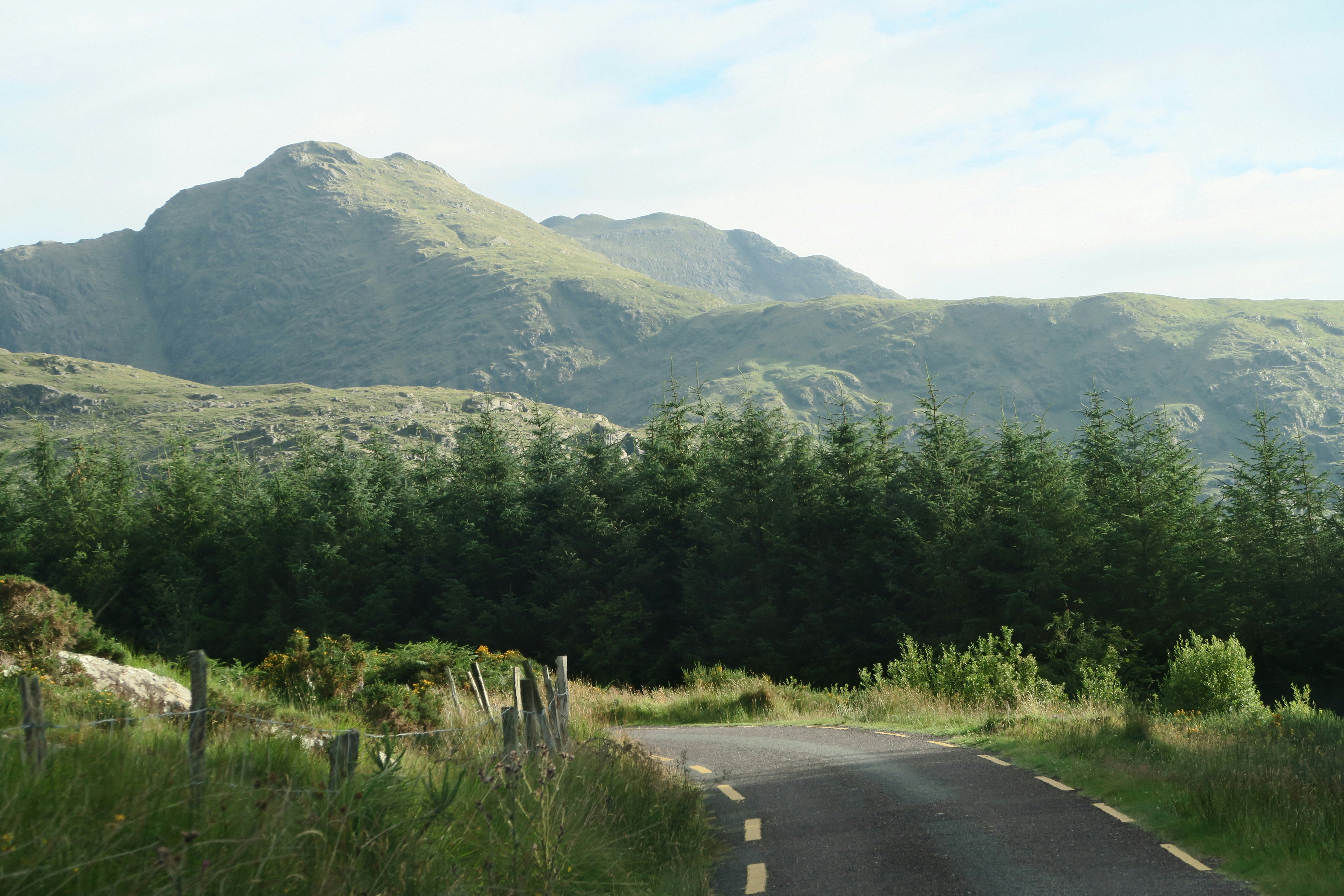 gray asphalt road near forest during daytime