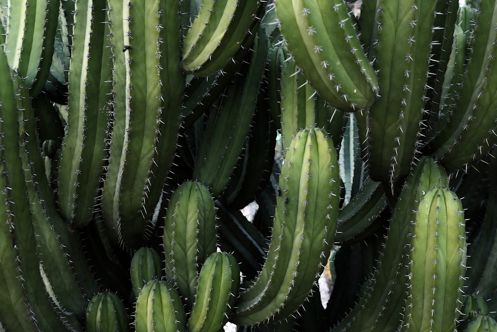 green cactus plants